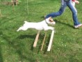 /album/agility/a2008-2009-222-jpg/